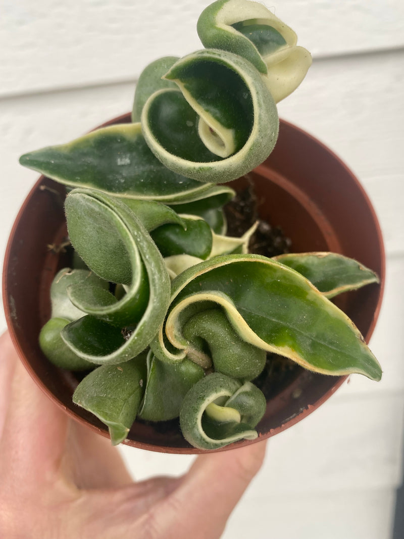 Variegated Hoya Compacta | Variegated Hoya Hindu Rope | on sale Hoya Carnosa ‘Compacta Variegata’ | FREE Shipping