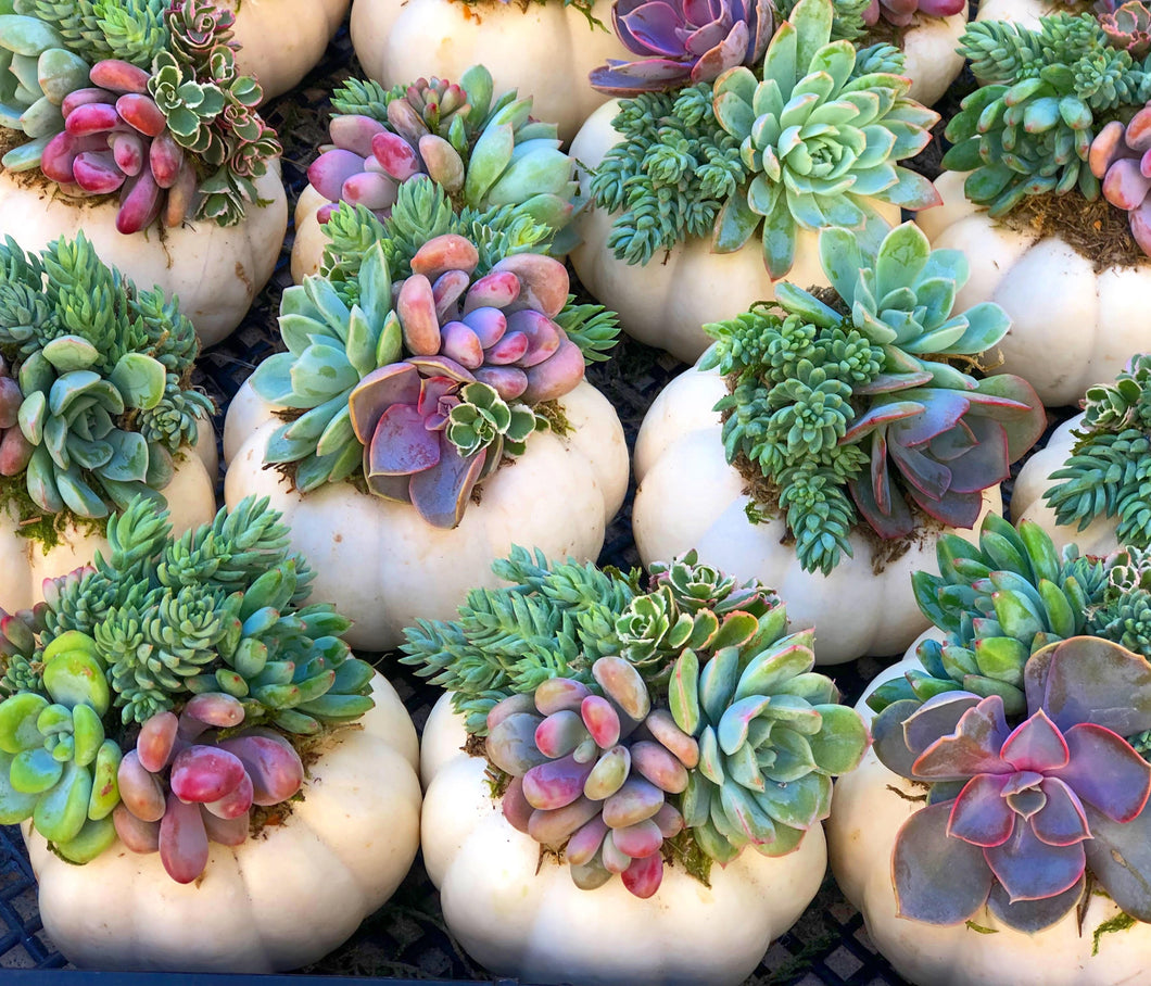 Trio of Mini White Succulent Pumpkins